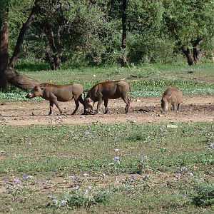 Warthog Namibia