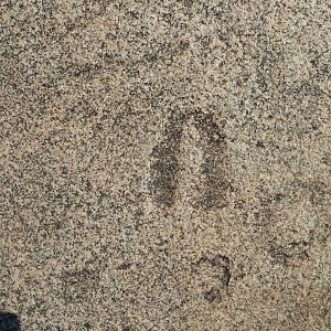 Animal tracks in the rock in Namibia