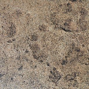 Lion tracks in the rock in Namibia