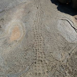 Bushmen rock engraving of playing game in Namibia