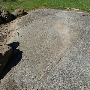 Bushmen rock engraving of playing game in Namibia