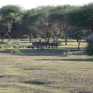 Waterbuck Namibia