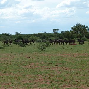 Blue Wildebeest Namibia