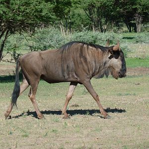 Blue Wildebeest Namibia