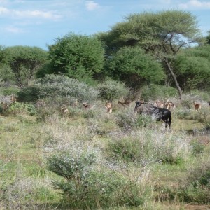 Blue Wildebeest Namibia