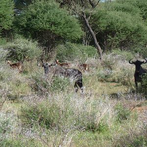 Blue Wildebeest Namibia