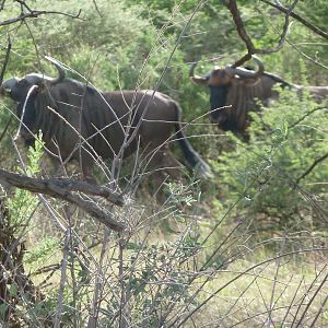 Blue Wildebeest Namibia