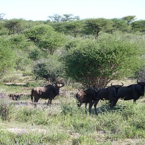 Blue Wildebeest Namibia