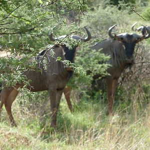 Blue Wildebeest Namibia