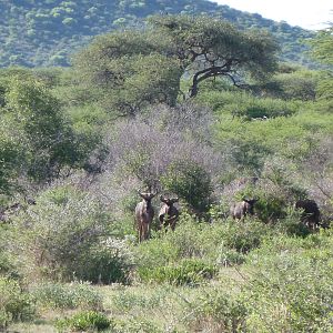 Blue Wildebeest Namibia