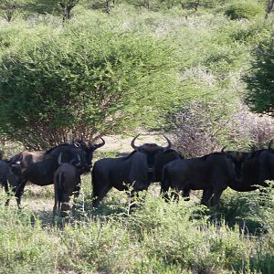 Blue Wildebeest Namibia