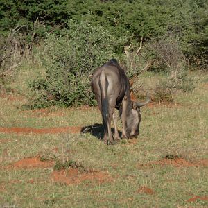 Blue Wildebeest Namibia