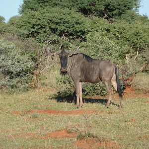 Blue Wildebeest Namibia