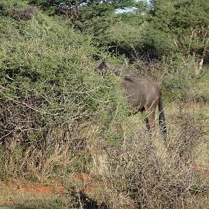 Blue Wildebeest Namibia