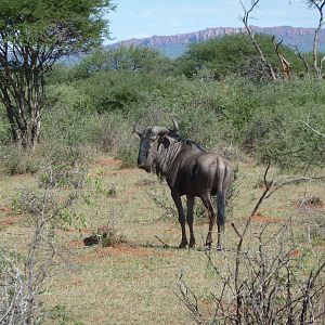 Blue Wildebeest Namibia