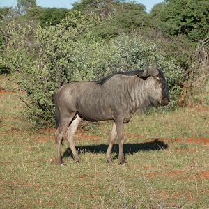 Blue Wildebeest Namibia