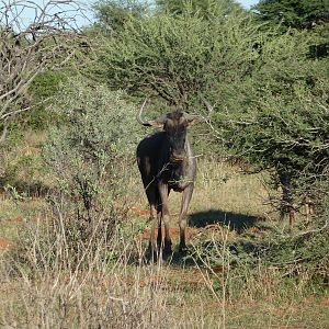 Blue Wildebeest Namibia