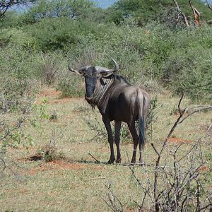 Blue Wildebeest Namibia