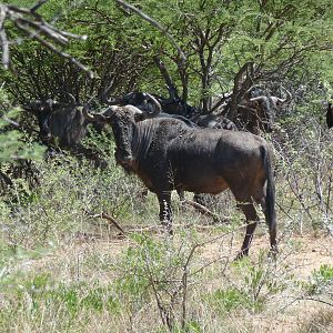 Blue Wildebeest Namibia