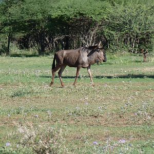 Blue Wildebeest Namibia