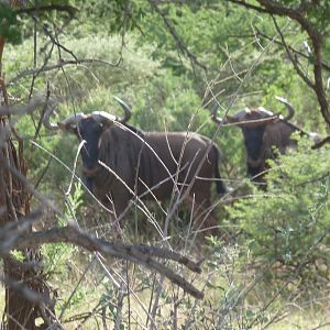 Blue Wildebeest Namibia