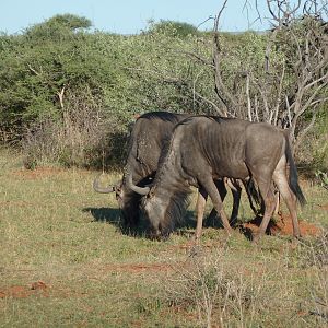 Blue Wildebeest Namibia