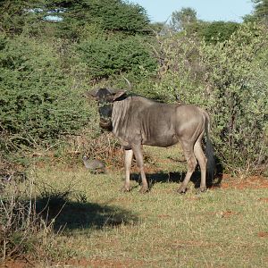 Blue Wildebeest Namibia