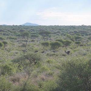 Blue Wildebeest Namibia