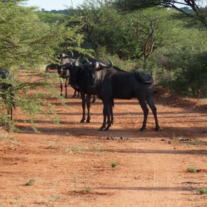 Blue Wildebeest Namibia