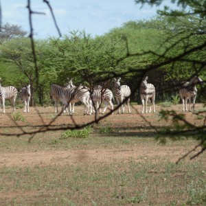 Zebra Namibia