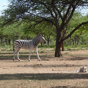 Zebra Namibia