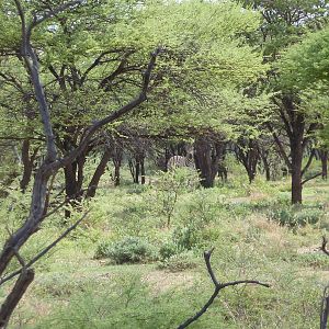 Zebra Namibia