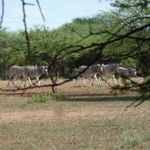 Zebra Namibia