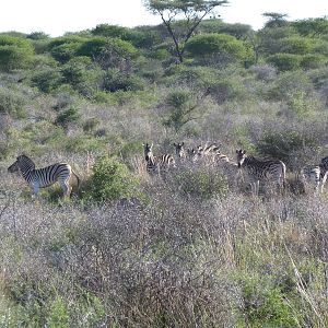 Zebra Namibia