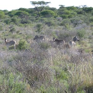 Zebra Namibia