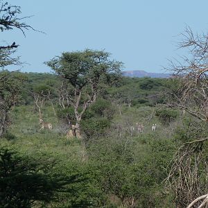 Zebra Namibia