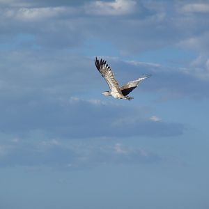 Kori Bustard Namibia