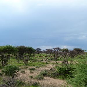 Impala Namibia