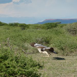 Kori Bustard Namibia