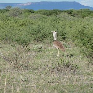 Kori Bustard Namibia