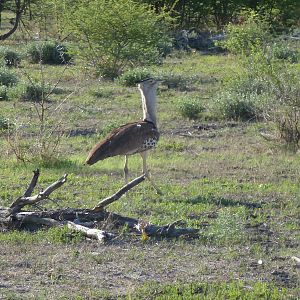 Kori Bustard Namibia