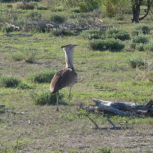 Kori Bustard Namibia