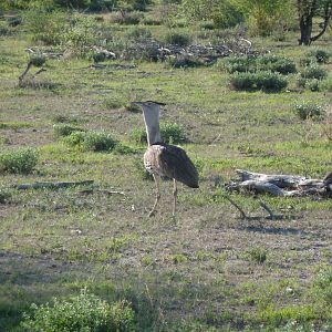 Kori Bustard Namibia