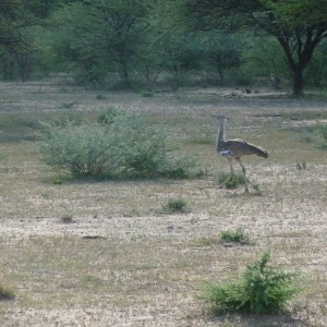 Kori Bustard Namibia