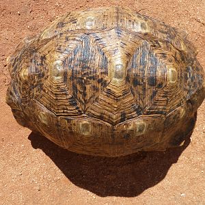 Leopard Tortoise Namibia