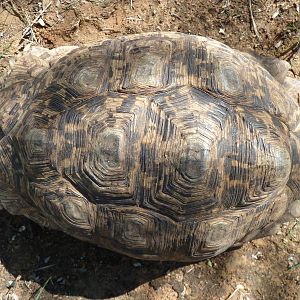 Leopard Tortoise Namibia