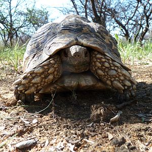 Leopard Tortoise Namibia