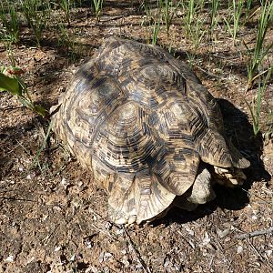 Leopard Tortoise Namibia