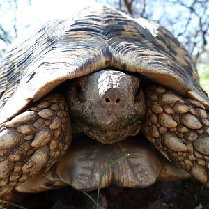 Leopard Tortoise Namibia