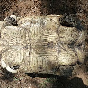 Leopard Tortoise Namibia